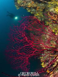 Red coral & döver by Ferdi Üstün 